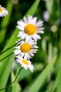 Three daisies on a summer day in closeup Royalty Free Stock Photo