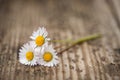 Three daisy blossoms on wooden background