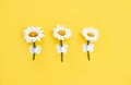 Three daisy flowers taped on wall on yellow background