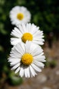 Three Daisy