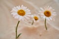Three daisy grows in the sand of the desert. Place for text