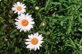 Three daisy on meadow