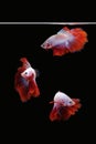 Three dancing betta fish Mascot Halfmoon in white red color combination isolated on black background
