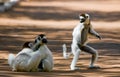 Three Dancing Sifakas on earth. Funny picture. Madagascar.