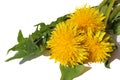 Three dandelion flowers lie on a white background. Royalty Free Stock Photo