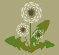 Three dandelion growing Royalty Free Stock Photo