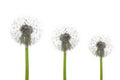 Three dandelions Royalty Free Stock Photo