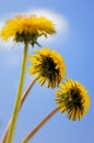 Three Dandelions Royalty Free Stock Photo