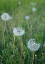 Three dandelions