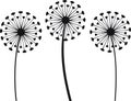 Three dandelions in black and white Royalty Free Stock Photo