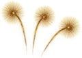 Three dandelions in bloom Royalty Free Stock Photo