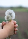 Three dandelions in the hands of a child Royalty Free Stock Photo