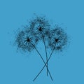 Three dandelions . Happy mother`s day greeting card on blue background. Black blowball Royalty Free Stock Photo