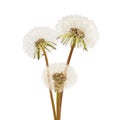 Three dandelions isolated on white Royalty Free Stock Photo