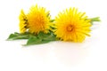 Three dandelions with leaves. Royalty Free Stock Photo