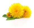 Three dandelions with leaves. Royalty Free Stock Photo