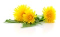 Three dandelions with leaves. Royalty Free Stock Photo