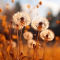 three dandelions in the middle of a field Royalty Free Stock Photo