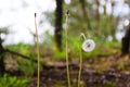 Three dandelions one broken Royalty Free Stock Photo