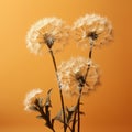 three dandelions on an orange background