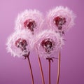 three dandelions on a purple background