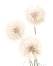Three dandelions. Royalty Free Stock Photo