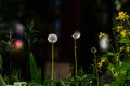 Three dandelions and yellow wildflower celandine Royalty Free Stock Photo