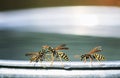 dangerous insects wasp flew for water on a metal bucket in the garden and with fighting