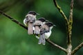 Three Dark-backed Sibia perching next to each other on a perch in a jungle