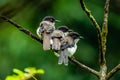 Three Dark-backed Sibia perching next to each other on a perch in a jungle