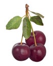 Three dark cherry berries isolated on white Royalty Free Stock Photo