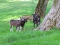 Three Dark Color Goats on Grass next to Trees