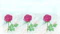 Three dark pink-red roses painted with colored pencils Royalty Free Stock Photo