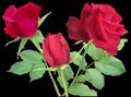 Three dark red rose blooms with light green foliage on black Royalty Free Stock Photo