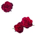 Three dark red rose Royalty Free Stock Photo