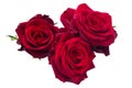 Three dark red roses Royalty Free Stock Photo