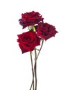 Three dark red Roses  isolated on white background. Selective focus Royalty Free Stock Photo