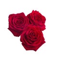 Three Dark red roses Royalty Free Stock Photo