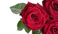 Three dark red roses