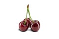 Three dark red sweet cherries with stems isolated on white background. Close up, side view Royalty Free Stock Photo