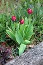 Three dark red tulip flowers starting to open and bloom surrounded fresh light green leaves next to concrete sidewalk