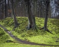 Three dark wet trees on bright green moss forest floor. Walking through the park