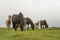 Three dartmoort ponies eating with tree alert curious faols looking on the camera