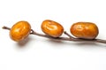 Three dates on a branch against a white background