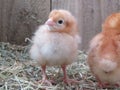 Three day old chick Royalty Free Stock Photo