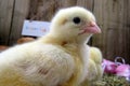 Three day old chick Royalty Free Stock Photo