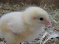 Three day old chick Royalty Free Stock Photo