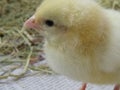 Three day old chick Royalty Free Stock Photo