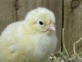 Three day old chick Royalty Free Stock Photo