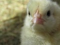 Three day old chick Royalty Free Stock Photo